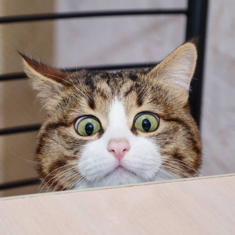 Смешной удивленный кот