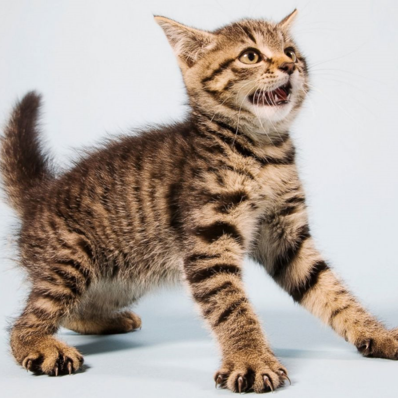 Котенок испугался