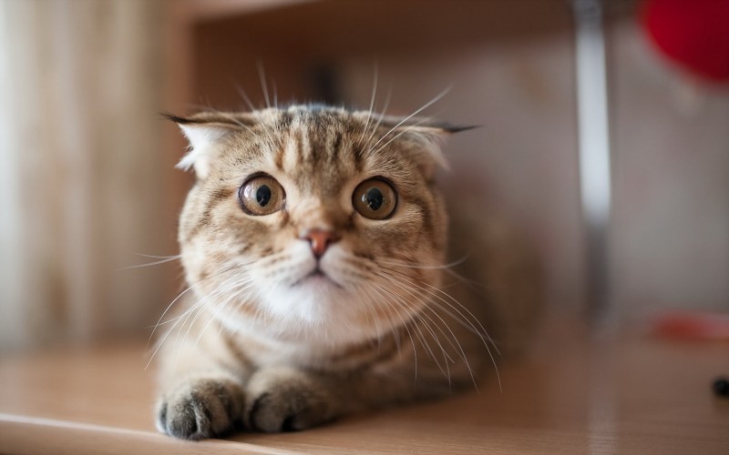 Удивленный взгляд кота