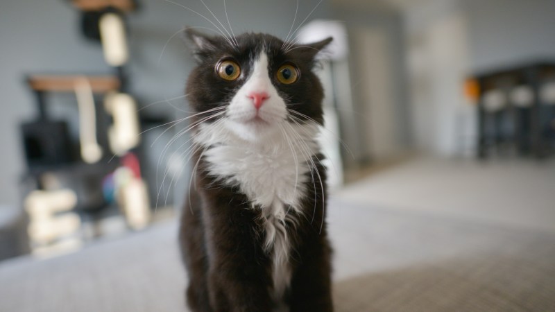 Сумасшедший кот