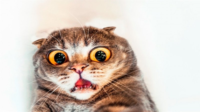 Кот удивляется