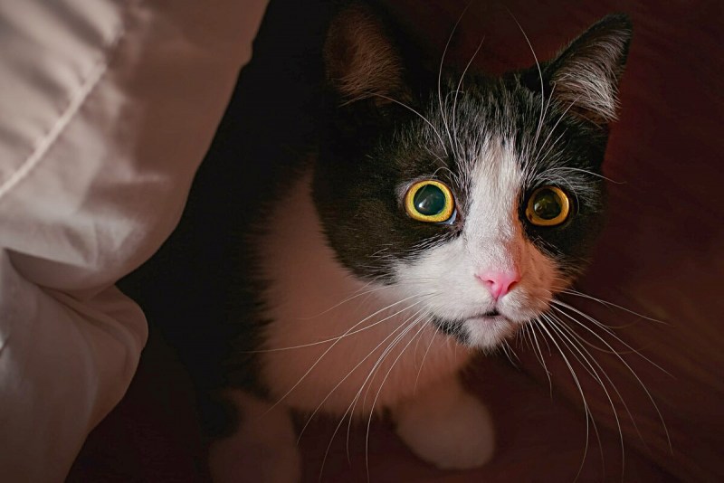 Страх кошек