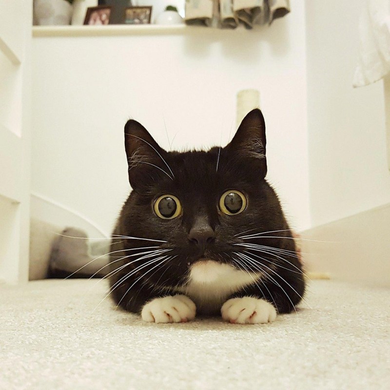 Удивленный кот