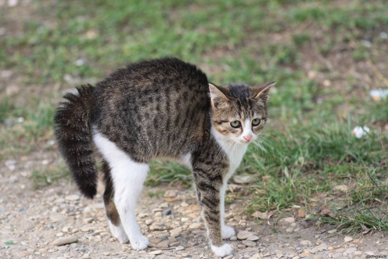 Кот с поджатым хвостом