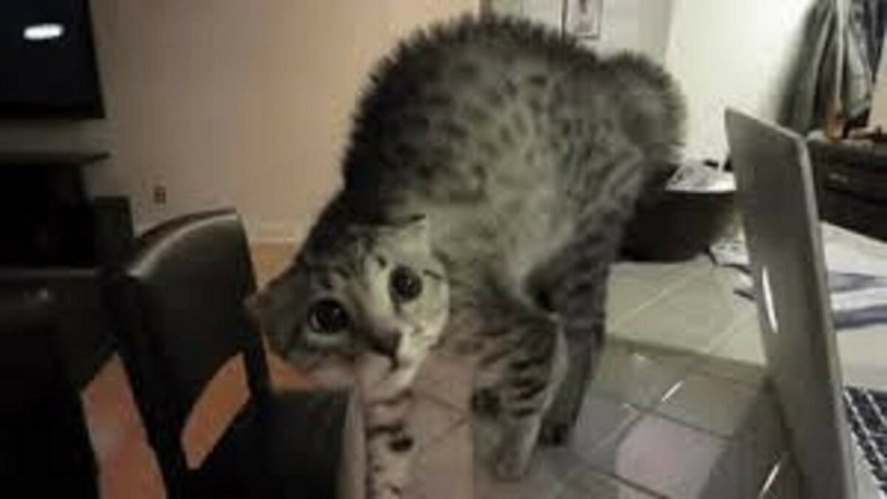 Котик пугается