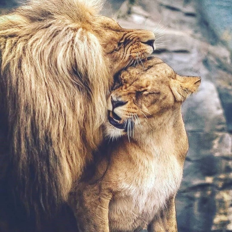Лев и львица любовь