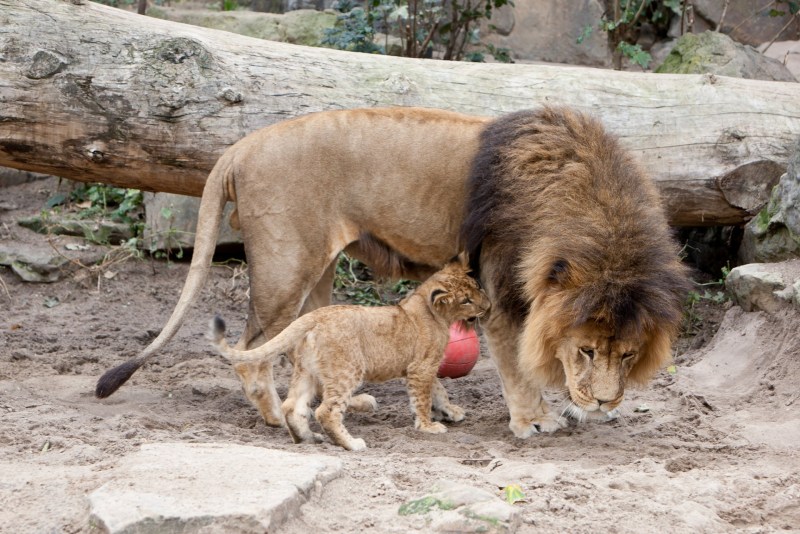 Лев и кошка