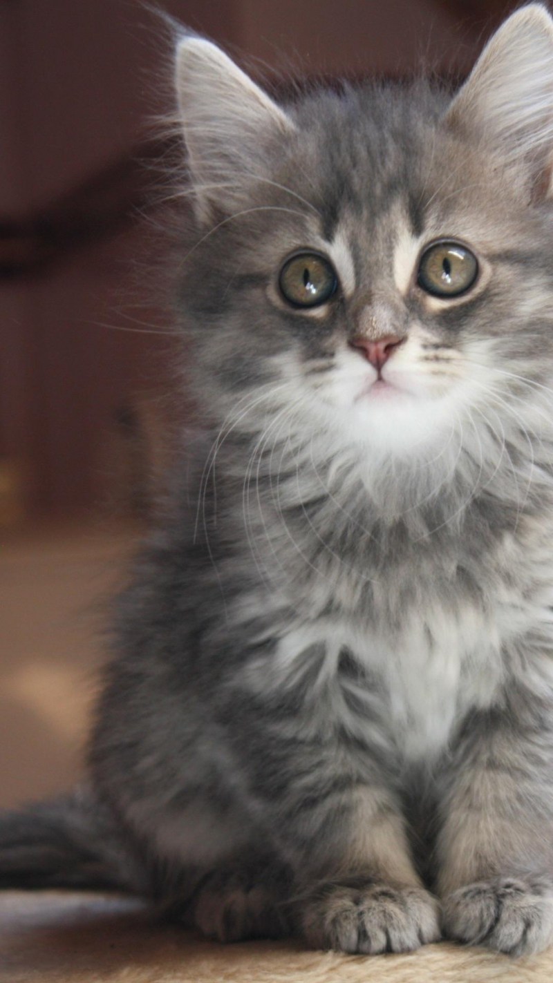 Сибирская кошка серая котенок