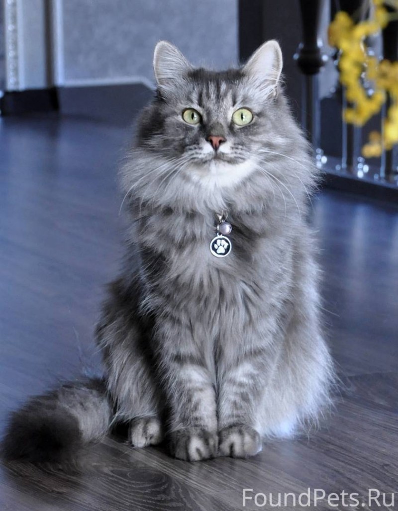 Сибирская кошка серая