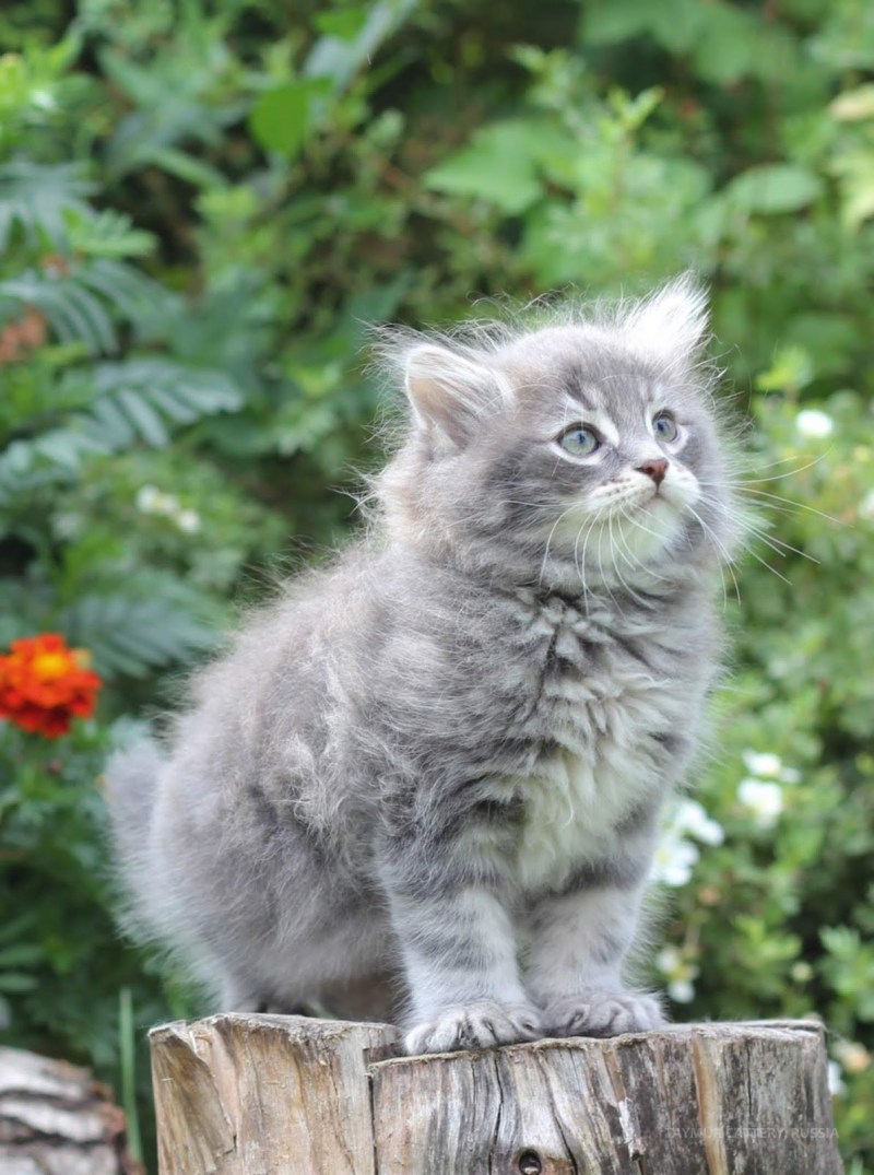 Сибирская голубая кошка