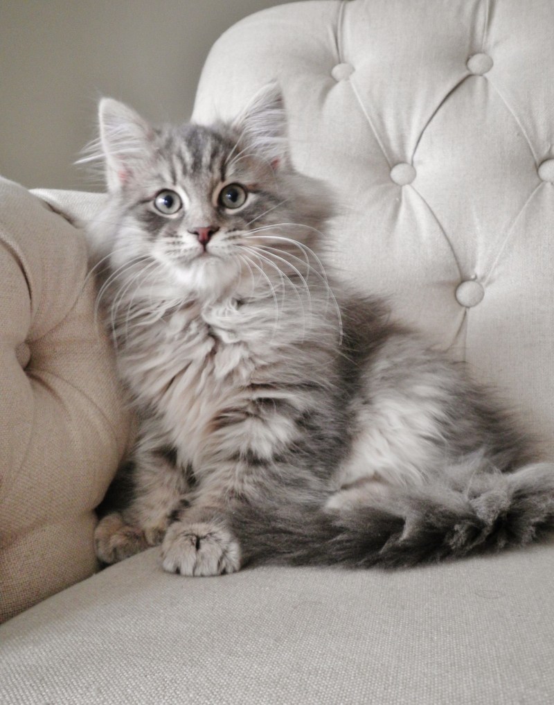 Сибирский кот серый