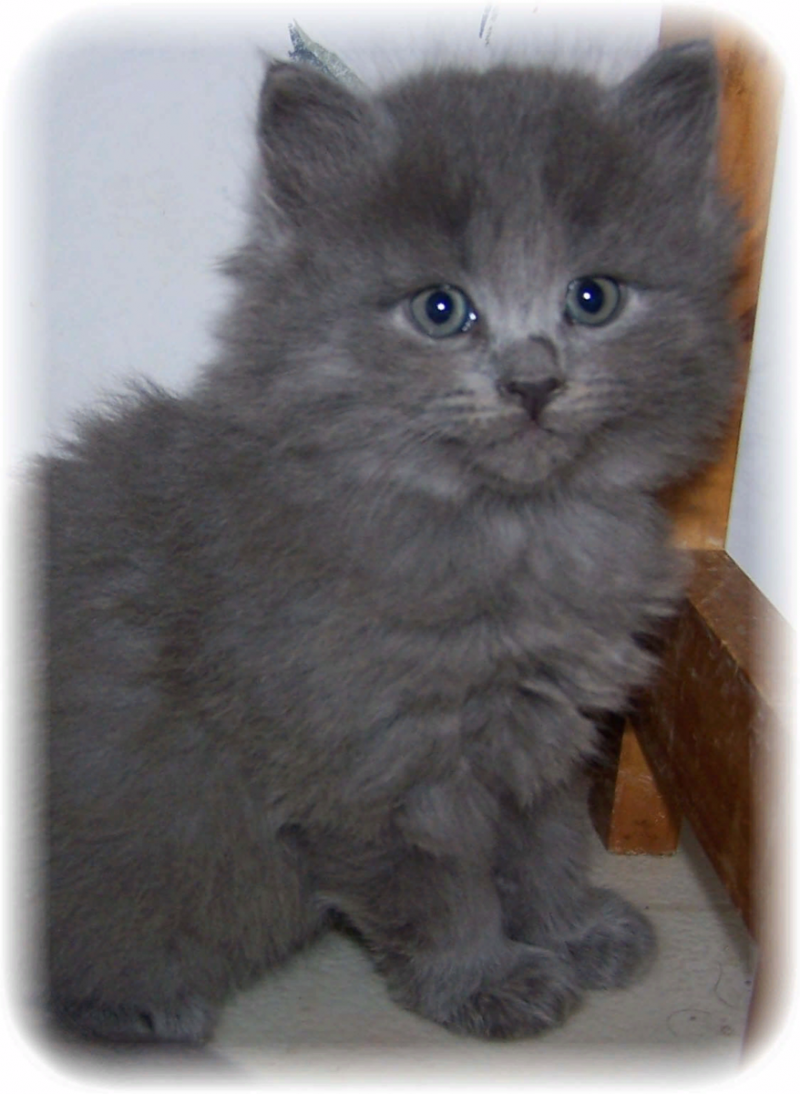 Сибирская кошка серая котенок