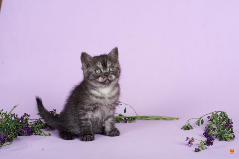 Котенок 17 метров
