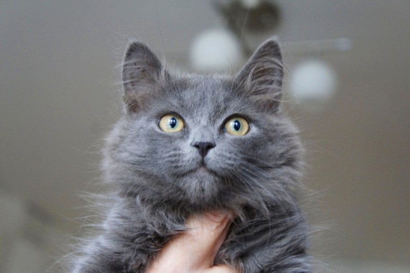 Сибирская кошка серая дымчатая