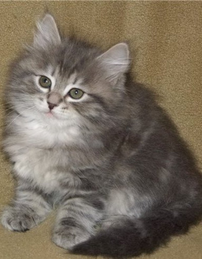 Сибирские котята серого окраса