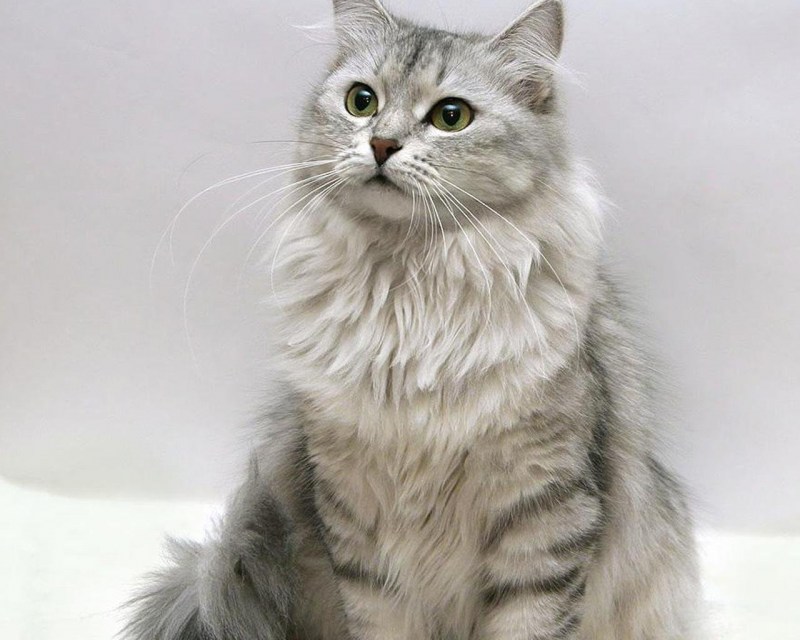 Сибирская кошка дымчатый окрас