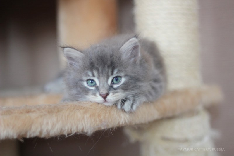 Норвежская длинношерстная Лесная кошка