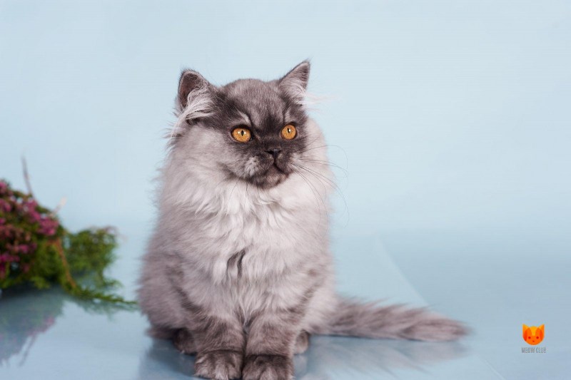 Сибирский кот черный мрамор
