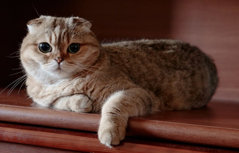Скоттиш фолд шоколадный мрамор