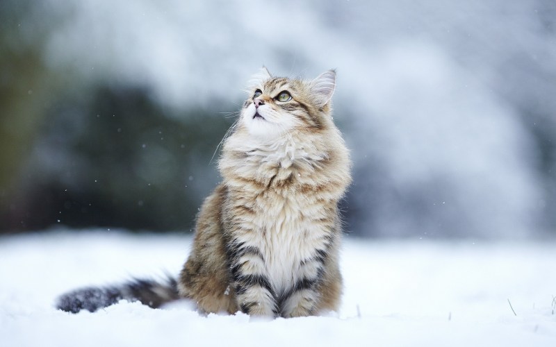 Котик в снегу
