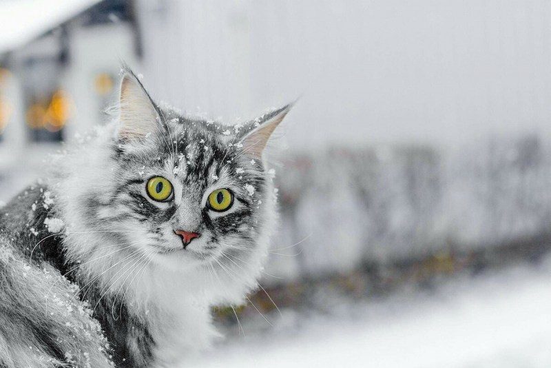 Кот на улице зимой