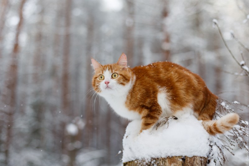Кошка зима