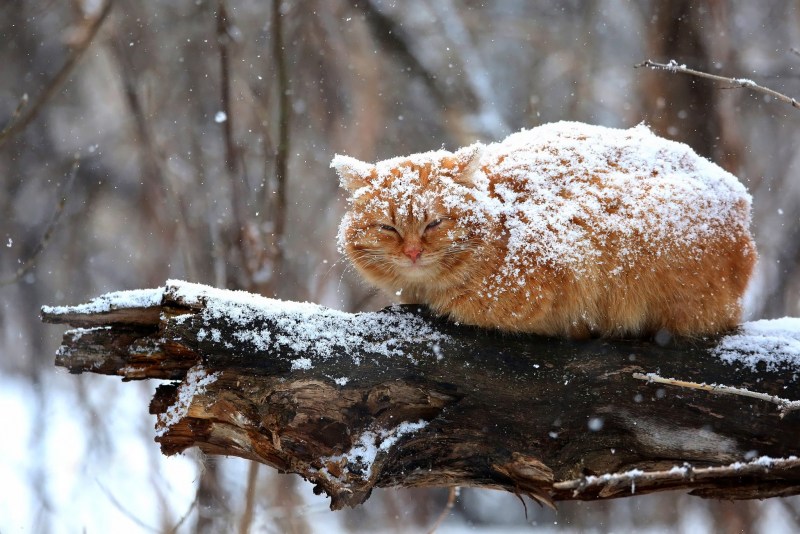 Кошки зимой