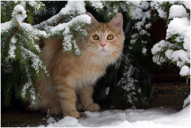 Кот в зимнем лесу