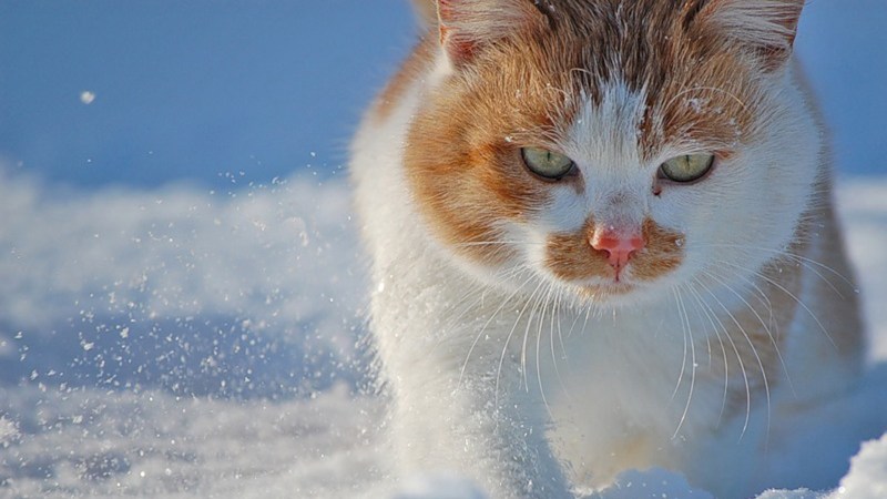 Зимние коты