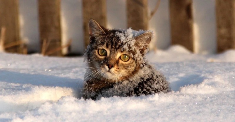 Кот зимой