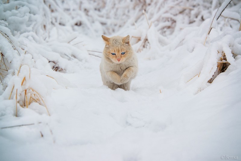 Кот в зимнем лесу