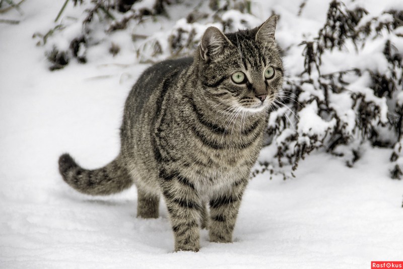 Кошки зимой