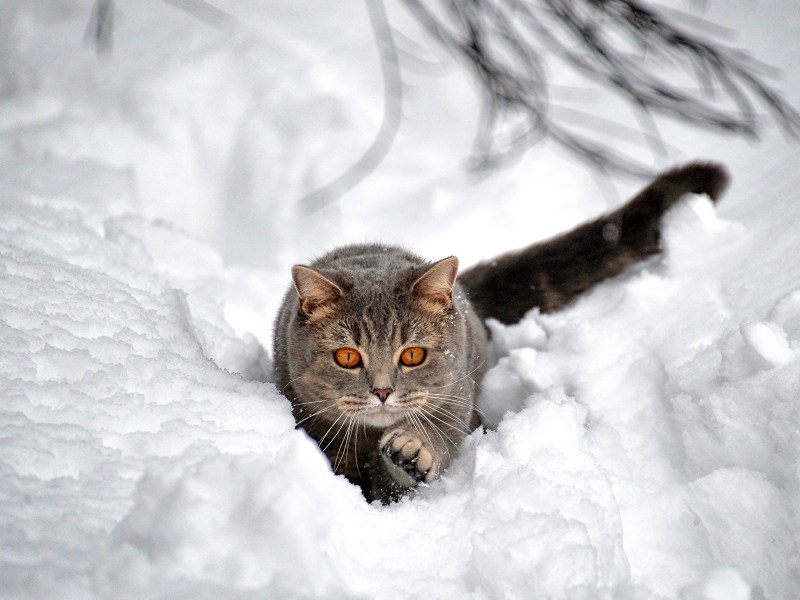 Кот в снегу