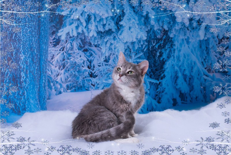 Кошки зимой