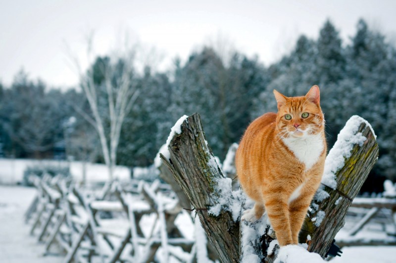 Кошки зимой
