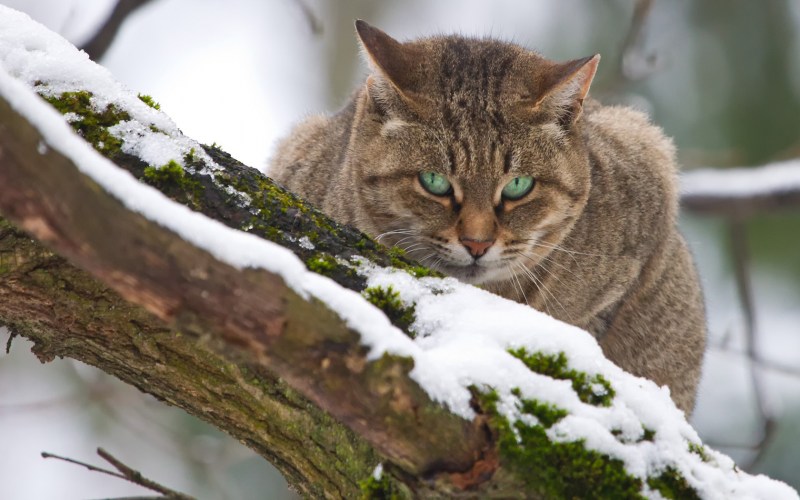 Кот зимой