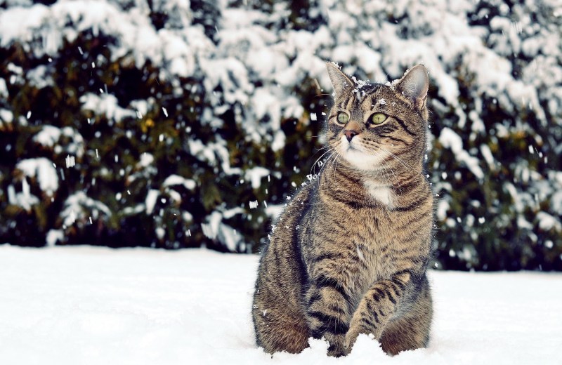 Зимний кот