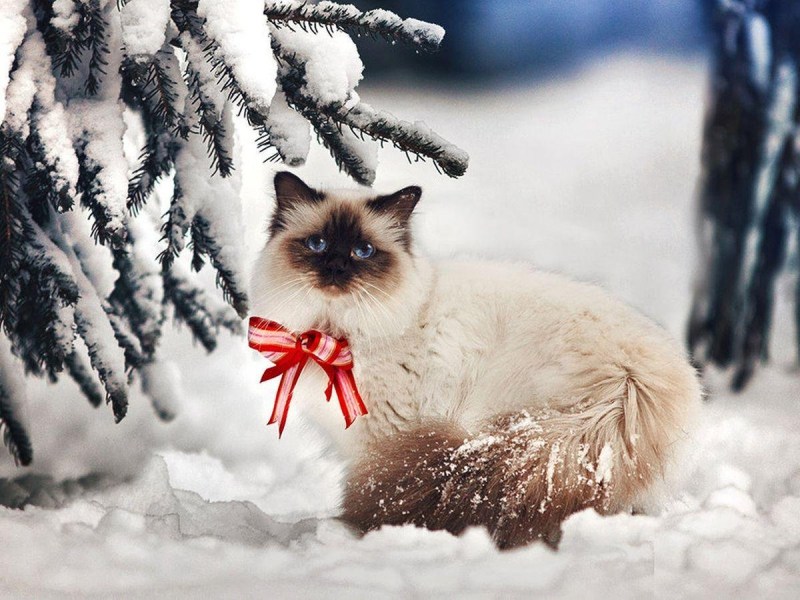 Кот в снегу