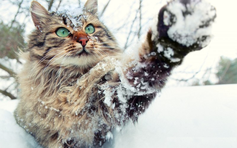 Кошки зимой