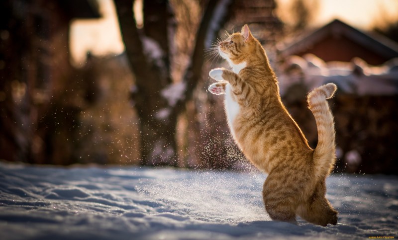 Кошки зимой