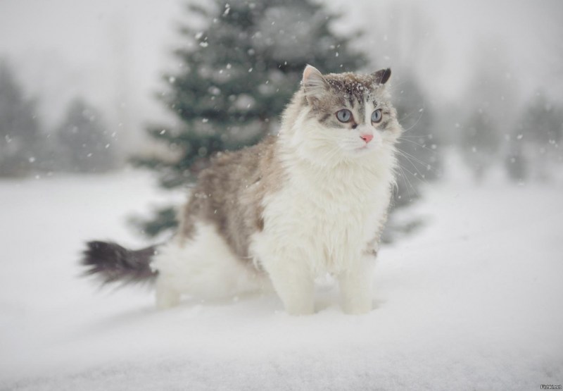 Снежная кошка