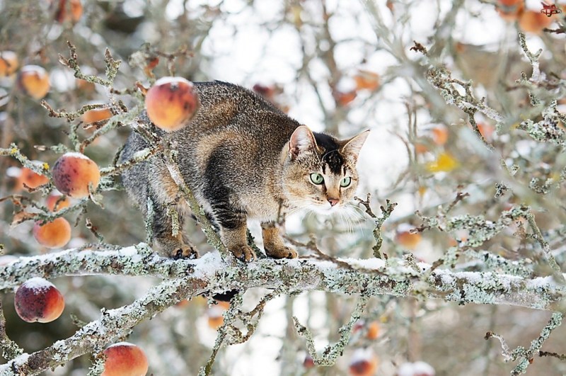 Зимний кот