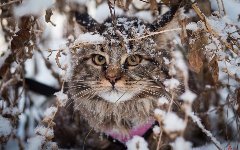 Кот в снегу