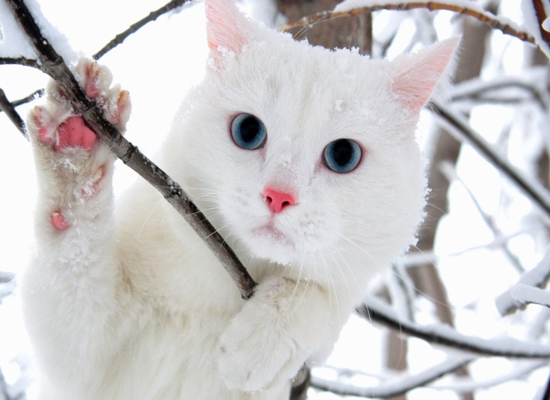 Белый кот в снегу