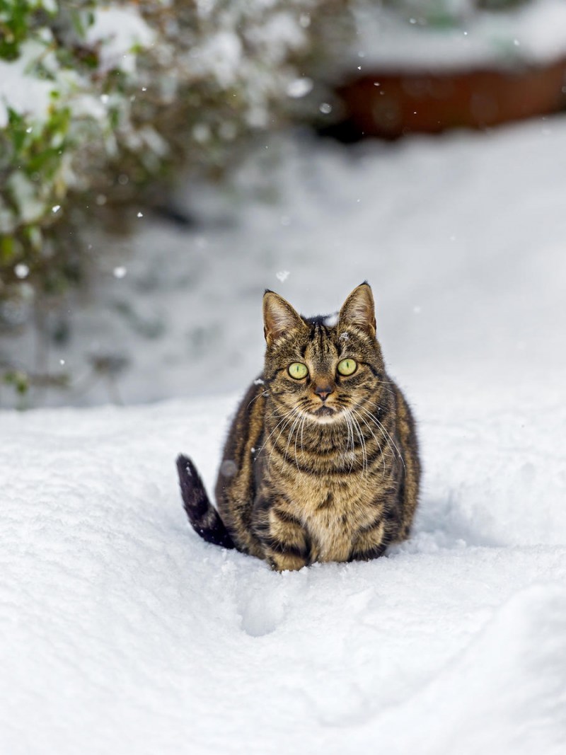 Кошки зимой