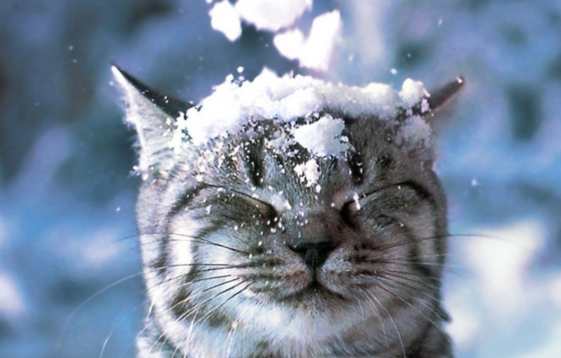 Сон кота