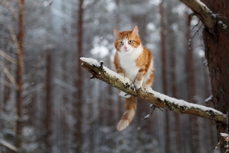 Рыжий кот зимой