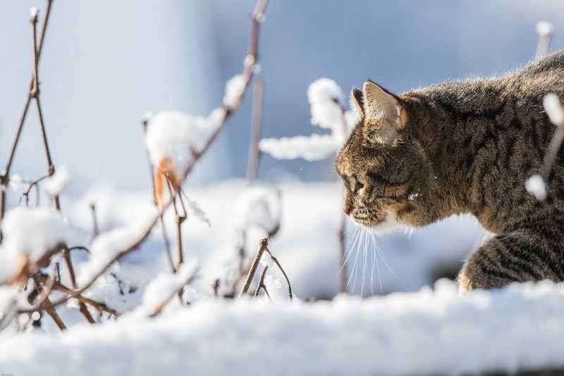 Кошка в снегу