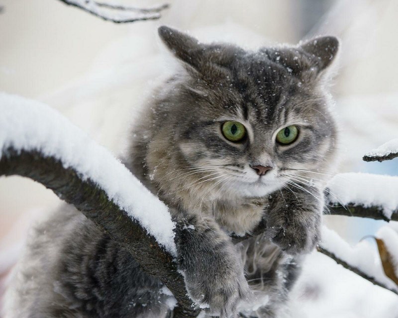 Зимний кот