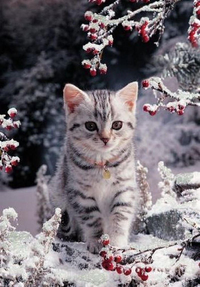 Кот в снегу